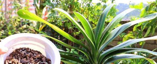 如何配制君子兰肥料？（DIY君子兰肥料，让你的花儿更健康！）