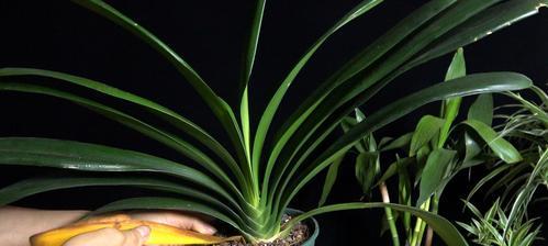 如何配制君子兰肥料？（DIY君子兰肥料，让你的花儿更健康！）