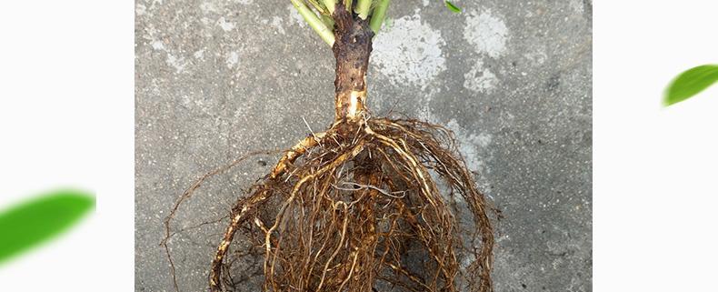 如何种植月季根苗（掌握月季根苗的选购、准备、种植与养护）