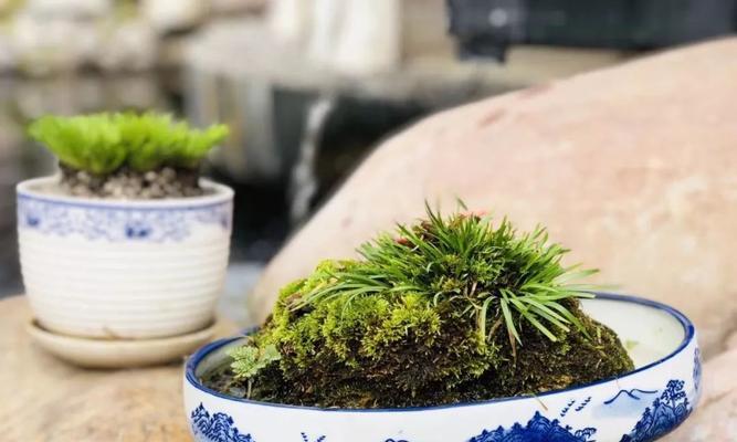 如何养护菖蒲，让它健康生长（掌握这些方法，让你的菖蒲更加美丽）