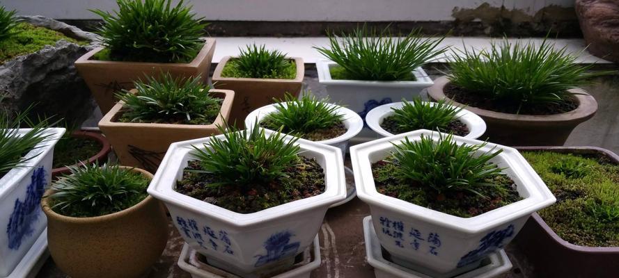 如何养护菖蒲，让它健康生长（掌握这些方法，让你的菖蒲更加美丽）