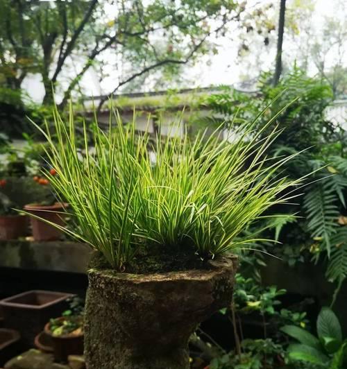 如何养护菖蒲，让它健康生长（掌握这些方法，让你的菖蒲更加美丽）
