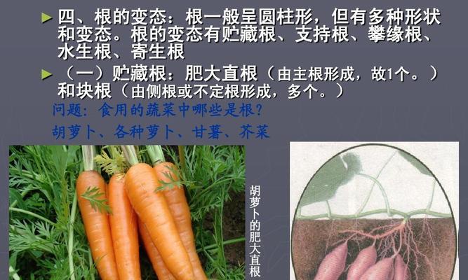 植物器官大揭秘（从根到叶，了解植物的五大器官）