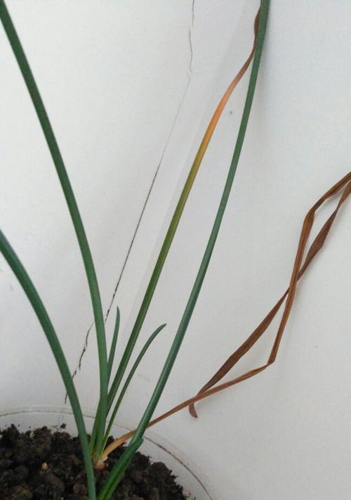 彼岸花种植全攻略（如何成功种植出美丽的彼岸花？）