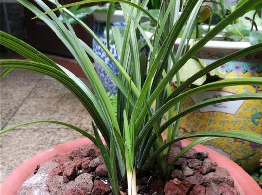 兰花养护（掌握适宜浇水的时间、量和方法，让兰花健康成长）