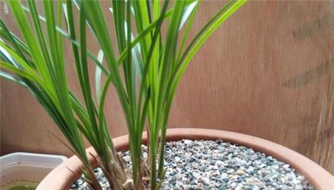 兰花养护（掌握适宜浇水的时间、量和方法，让兰花健康成长）