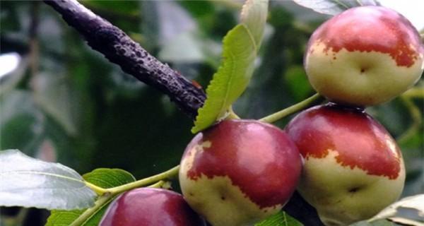 枣树的最佳种植时间（了解枣树的生长特点与栽培方法，确保高产、优质）