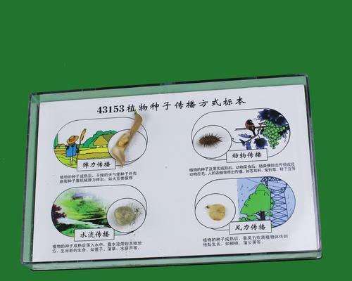 植物繁殖之种子传播方式（探究植物繁殖的奥秘及常见的种子传播方式）