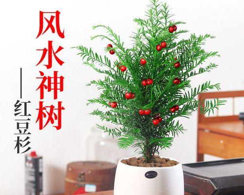 打造精致红豆杉盆景（从选材到造景，手把手教你做红豆杉盆景）