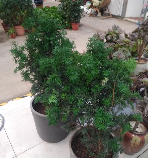 打造精致红豆杉盆景（从选材到造景，手把手教你做红豆杉盆景）