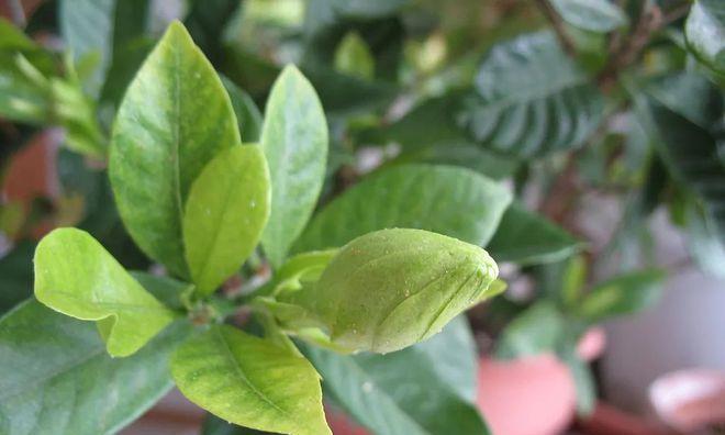 栀子花黄叶应该如何处理？（黄叶原因分析及解决方法）