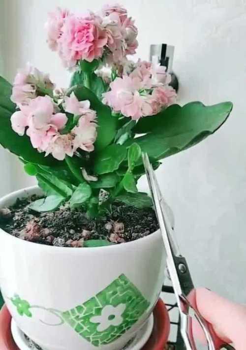 长寿花的剪枝技巧（让长寿花开出更美的花朵）