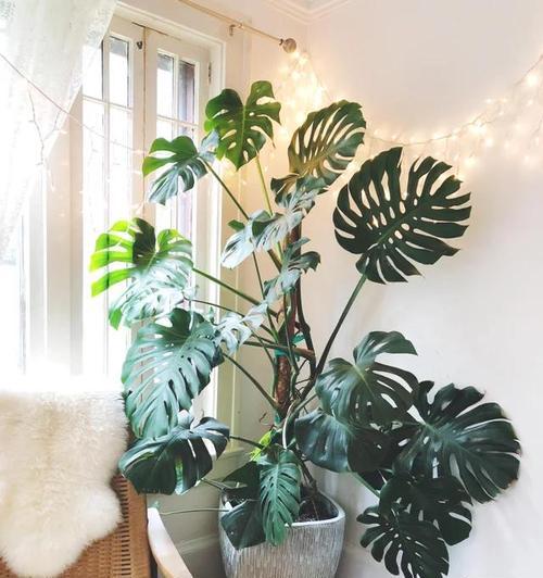 室内环境美化-不需要阳光的室内植物（8款适合低光环境的室内植物推荐）