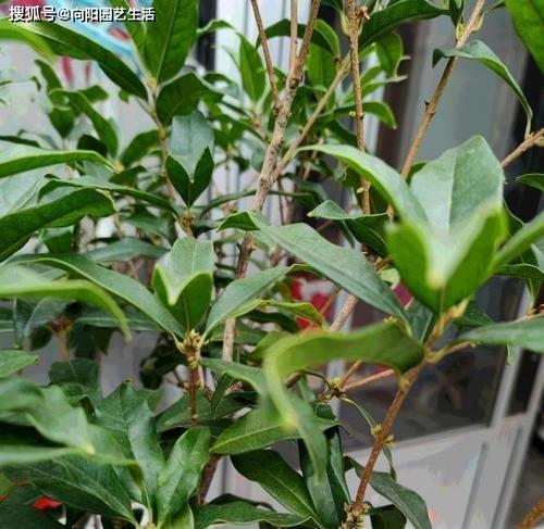 如何成功进行桂花嫁接（最佳时间、方法及注意事项）