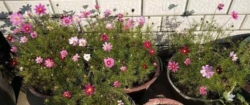 波斯菊种植方法图解（从选地到收获，学会这些技巧让你轻松种出美丽波斯菊）