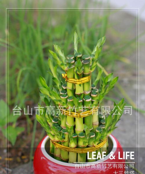手工制作富贵竹竹塔（一份精致的心意，传递生活的美好）