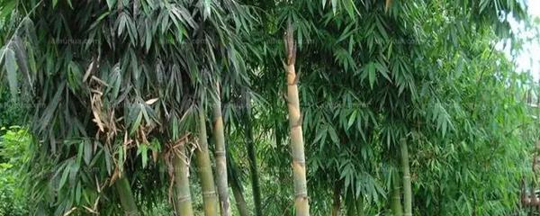 探秘名贵竹子品种（了解竹子的世界）
