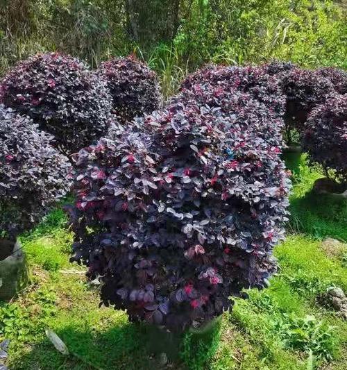 如何嫁接红花继木？（技巧与步骤详解，让你轻松掌握）