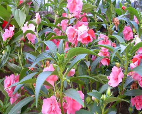 如何种植茶花凤仙？（培育方法、养护技巧、繁殖方式）