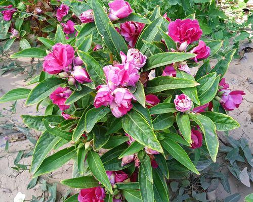 如何种植茶花凤仙？（培育方法、养护技巧、繁殖方式）