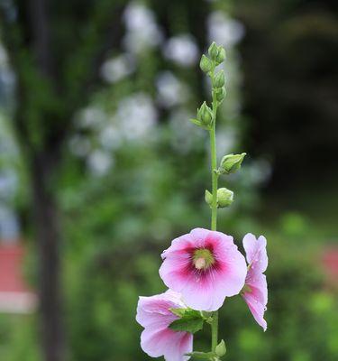 蜀葵花的意义与象征（解读蜀葵花的历史、文化与神秘）