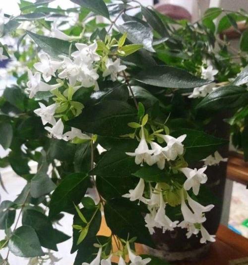 夜来香开花时间及其特点（探讨夜来香花期、花色、花香和繁殖方式）