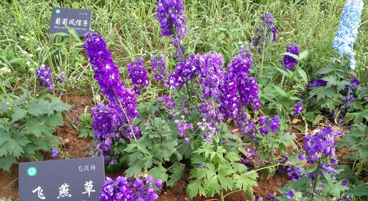飞燕草的花语（揭开飞燕草花语的面纱，了解它代表的含义）