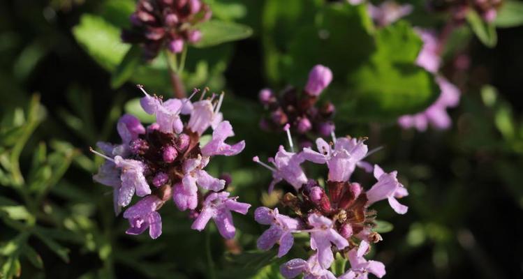 百里香花语（探寻百里香花的意义和象征）