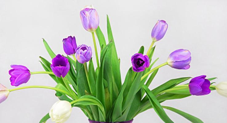 郁金香花语大揭秘（解读不同颜色郁金香的寓意）