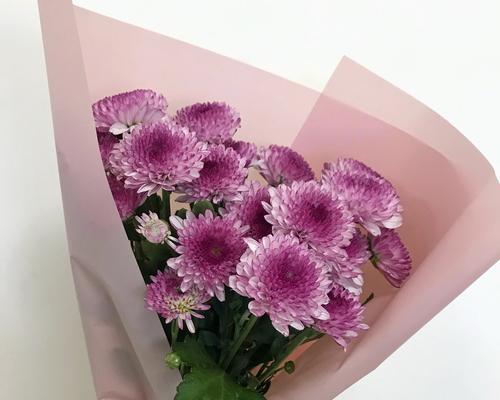 各种颜色雏菊的花语和寓意（不同颜色的雏菊代表着什么）