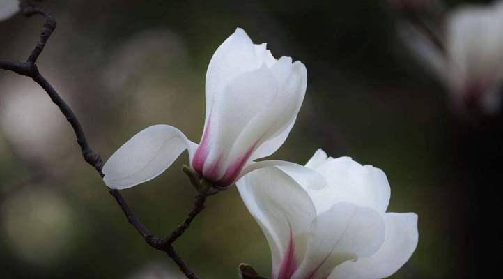 玉兰花的美与意（探究玉兰花的象征意义与文化内涵）
