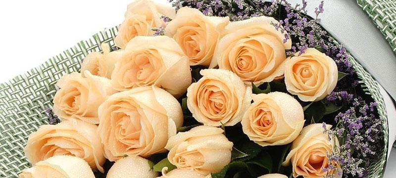探秘香槟玫瑰的花语（解读花色与情感的奥秘）