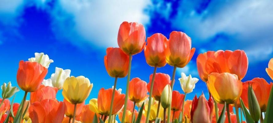 郁金花的花语（探索那些关于爱情、祝福和忠诚的意涵）