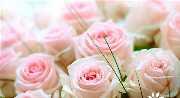 花开花落，色彩之谜——玫瑰花的颜色含义（揭秘玫瑰花不同颜色所代表的情感和意义）