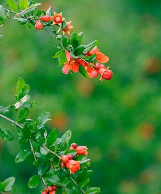 石榴花语与寓意（了解石榴花的8个寓意，发掘生活中的美好）