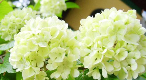 冬日花香-揭秘冬季花卉花语（揭开冬季花卉神秘面纱，了解花语更添浪漫气息）