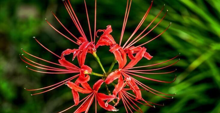 红色曼陀罗花语——浪漫激情的代表（追求爱情，送上这束醉人的曼陀罗）