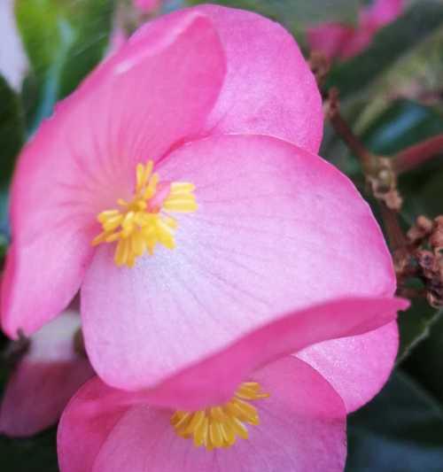 四季海棠花语（揭秘四季海棠的寓意与象征）