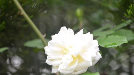 荼蘼花语解读(揭秘荼蘼花背后深刻的寓意与文化内涵)