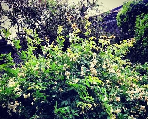 荼蘼花语解读（揭秘荼蘼花背后深刻的寓意与文化内涵）