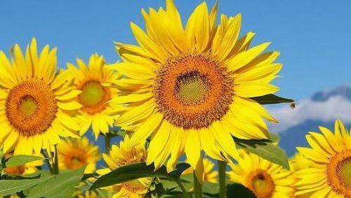 太阳花的寓意和花语（传递快乐和希望的花卉——太阳花）