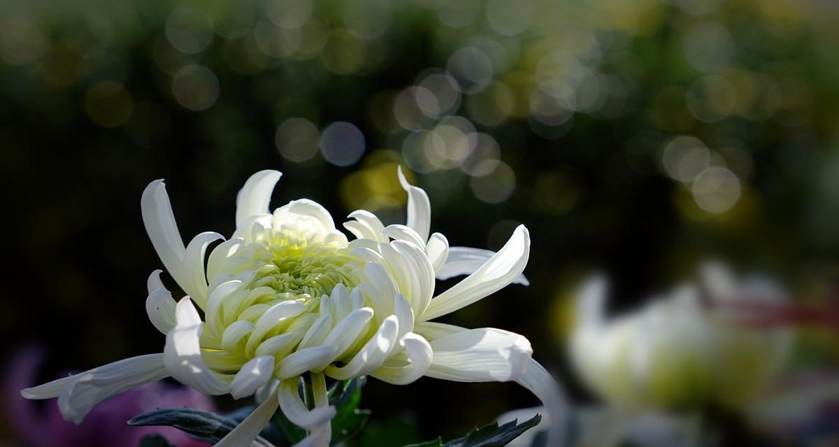 白菊花的象征意义（揭开白菊花的神秘面纱）