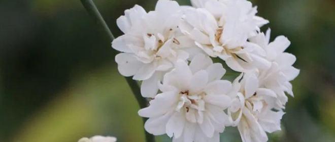 荼蘼花——花语之爱情长存（探秘荼蘼花的花语及传说）