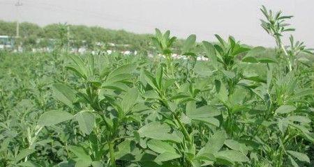 苜蓿花语大全——寓意丰富的花朵（探秘苜蓿花的意义和象征）