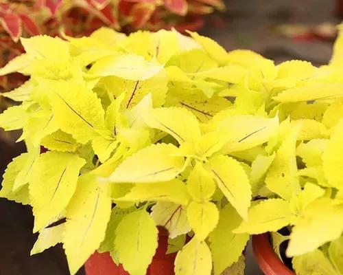彩叶草花语（寓意深刻的多彩世界）