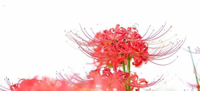 漫步花海，品读彼岸花花语（探寻花海背后的深意，解读彼岸花的吉祥寓意）