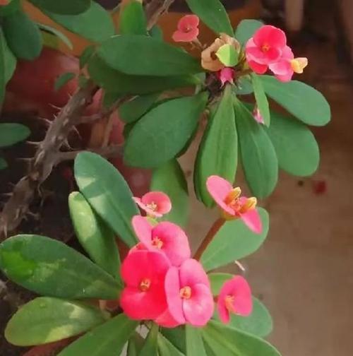 虎刺梅花语与文化内涵（解读虎刺梅的传奇与哲学）