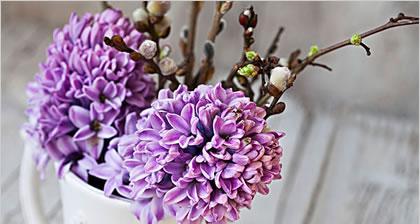 紫色风信子的花语与传说（揭开紫色风信子的神秘面纱）