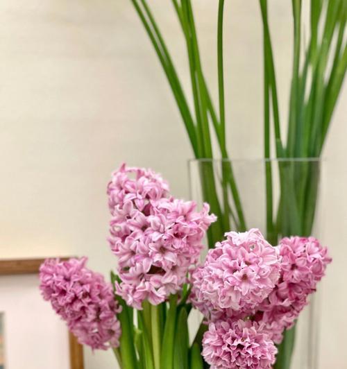 深入探究桃红色风信子的花语（桃红色花语解读与应用）
