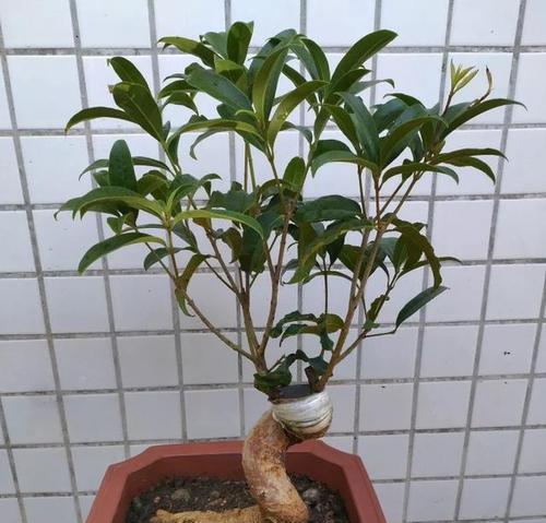 打造精美桂花盆景,从选材到养护全方位指南(制作过程详解,让你轻松拥有一盆美丽的桂花盆景)